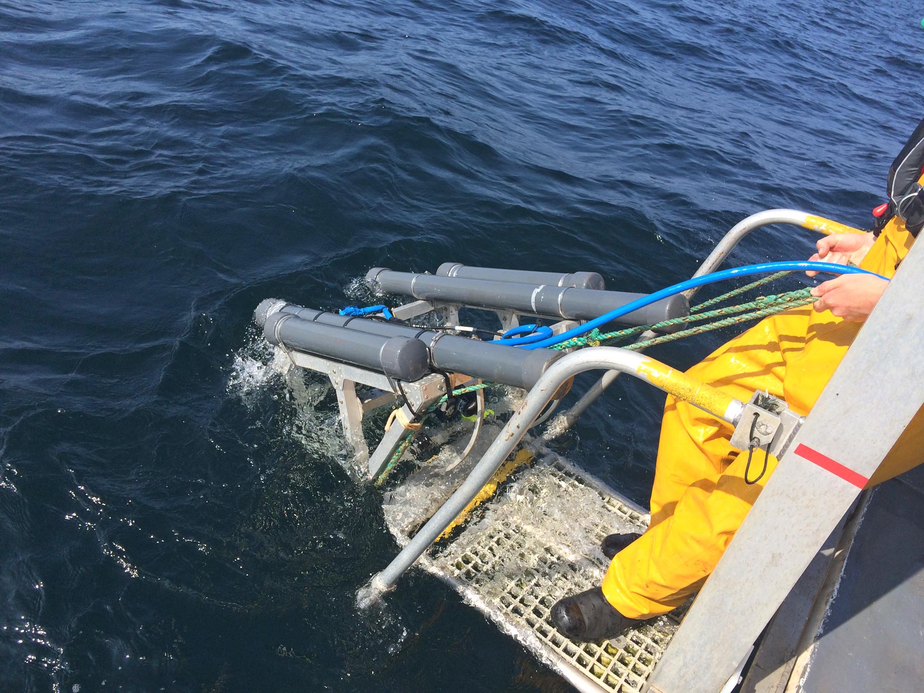 Marine wildlife research